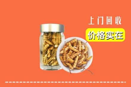 深圳市坪山回收散虫草